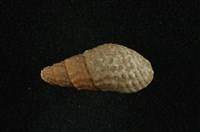 藏品(瘤蜷)的圖片